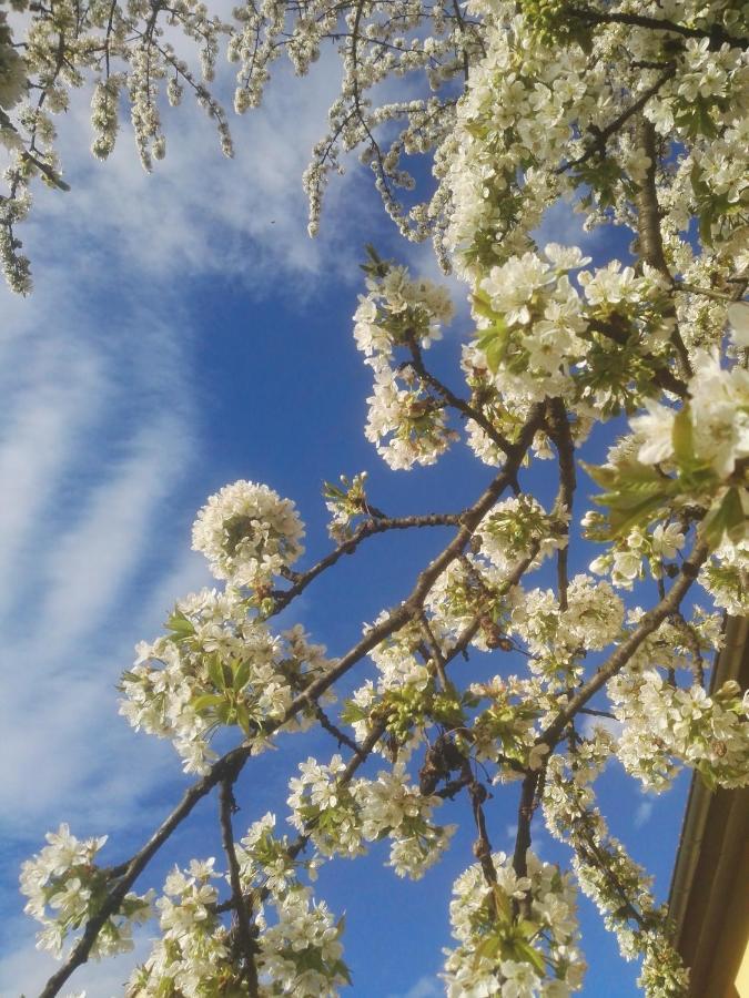 Elbhangzimmer Drážďany Exteriér fotografie
